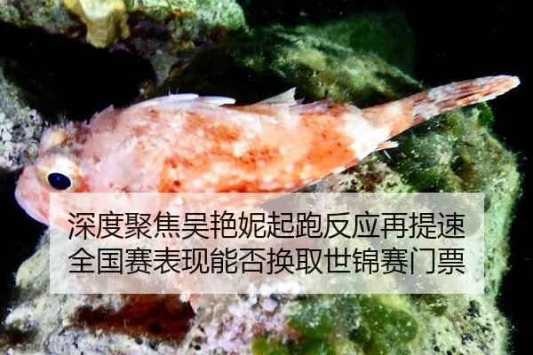 shen-du-ju-jiao-wu-yan-ni-qi-pao-fan-ying-zai-ti-su-quan-guo-sai-biao-xian-neng-fou-huan-qu-shi-jin-sai-men-piao-2-100.jpg